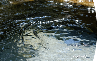 清い地下水に恵まれた水の都