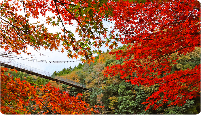 多良峡森林公園